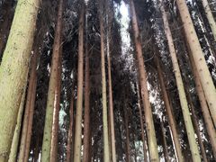 -武陵山森林公园