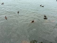 -西湖外事游船(湖滨二公园外事游船码头)