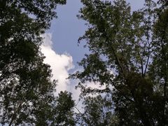 -桤木河湿地公园