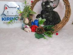 -十年猫舍·猫咪专门店(普陀店)