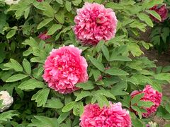 -圆明园遗址公园-藻园门售票处