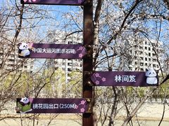 -桃花堤公园