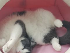 -汪喵宠物医院·骨科心脏影像·犬猫急重症ICU诊疗中心(成华分院)