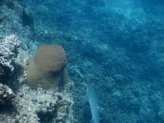 -斐济双桅帆船外岛一日游 浮潜 海钓 Tinhao号