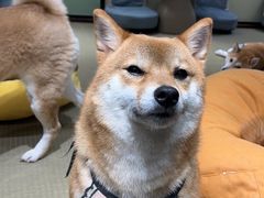 -逗柴咖啡屋·狗咖猫咖宠物桌游