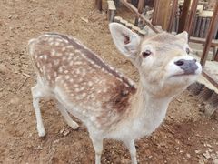 -栾川竹海野生动物园