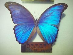 -上海昆虫博物馆