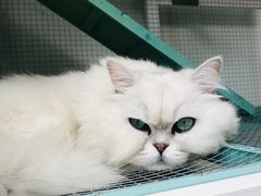 -喵屿·大理花园猫咖