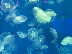 -福州罗源湾海洋世界旅游区