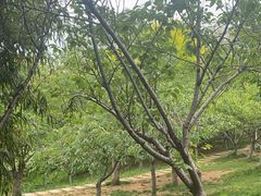 -大连植物园