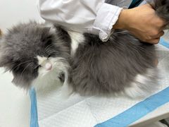 -宠颐生汉谟拉比宠物医院