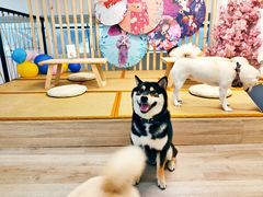 -柴迷FANS CLUB·柴犬狗咖·猫咖