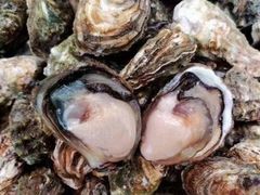 -陶然饺子城(奥体中路店)