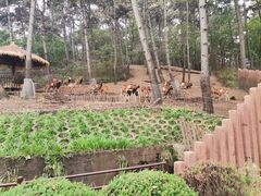 -沈阳森林动物园
