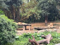 -广州长隆野生动物世界