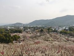 -香雪海