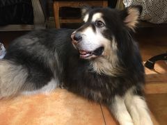 -more than meow吴止猫主题餐厅(承德 中船汇店)