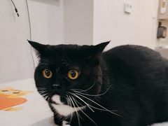 -伟伟宠物医院·CT影像中心·瑞派犬猫综合性门诊(汉口总院)