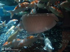 -成都浩海立方海洋公园