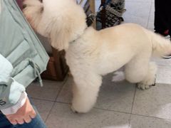 -FAELING PETS美天灵宠物(富力广场店)