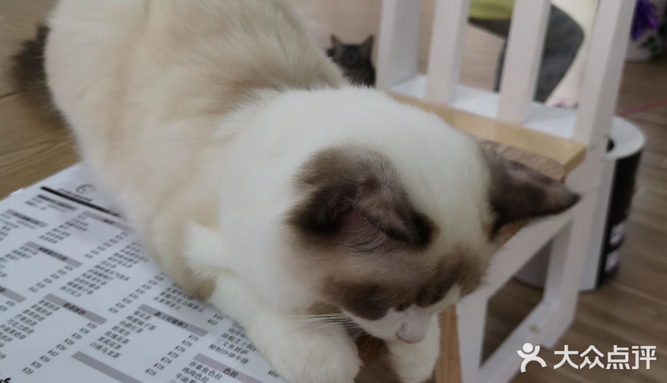 这家可以，猫咪的品种还挺多的
