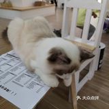 这家可以，猫咪的品种还挺多的