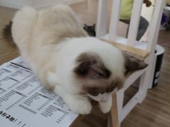 -李小姐の猫咖啡馆(五角场店)