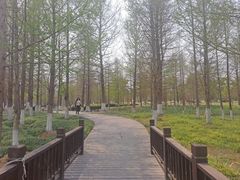 -九科绿洲