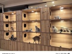 -猫十亿·布偶金渐层·曼基康矮脚猫舍(青年路店)