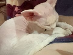 -派联宠物医院·24h·CT·异宠
