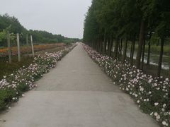 -上海长兴岛郊野公园