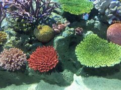 -暹罗海洋世界
