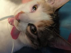 -伟伟宠物医院·CT影像中心·瑞派犬猫综合性门诊(汉口总院)