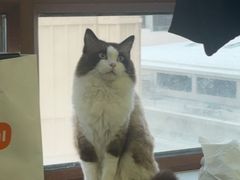 -同合居·非遗东北菜(王府井店)