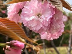 -高东镇樱花园