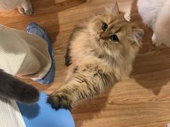 -松果猫咖(桐乡吾悦金街店)