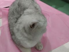 -北京观赏动物医院·24小时大型综合·猫专科·异宠专科
