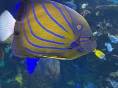 -瑞普利水族馆