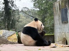 -中国大熊猫保护研究中心雅安碧峰峡基地
