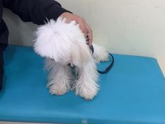 -天宠宠物医院24小时·急重症诊疗中心·全科·腔镜特色(和平分院)