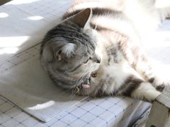 -海边的猫和咖啡馆
