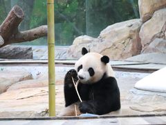 -广州长隆野生动物世界