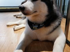 -Husky Go! 哈士奇体验馆·宠物咖啡厅狗咖