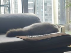 -关爱宠物医院·猫科中心·消化科(滨湖万达分院)