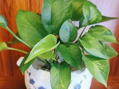 -香山湖渔家大院