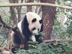 -一只酸奶牛(奎星楼店)