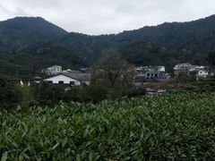 -龙井村