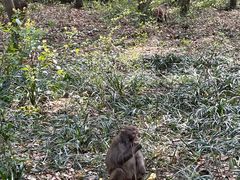 -苏州上方山国家森林公园