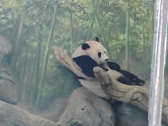 -武汉动物园
