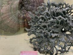 -广东中医药博物馆